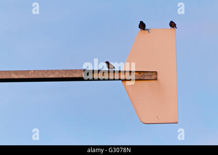 Les oiseaux sur wind turbine Banque D'Images