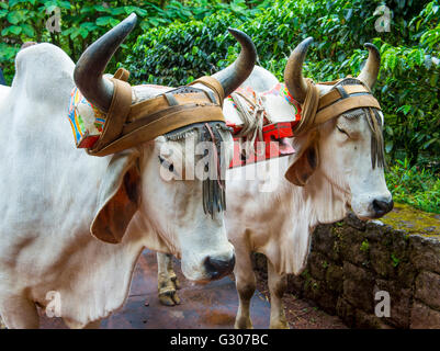 Ox costaricien du remorquage d'un café traditionnel panier Banque D'Images