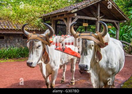 Ox costaricien du remorquage d'un café traditionnel panier Banque D'Images