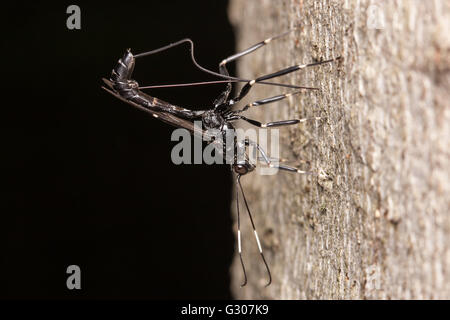 Une guêpe ichneumoniale femelle (Xorides stigmapterus) présente des ovises dans les larves de coléoptères qui bordent le bois dans le tronc d'un arbre mort. Banque D'Images