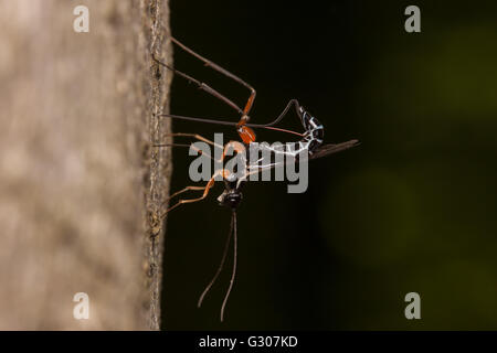 Une femelle de guêpe ichneumonide (Podoschistus vittifrons) oviposits (pond des oeufs) dans les larves de guêpes de bois dans le tronc d'un arbre mort. Banque D'Images