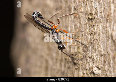 Une femelle de guêpe ichneumonide (Podoschistus vittifrons) oviposits (pond des oeufs) dans les larves de guêpes de bois dans le tronc d'un arbre mort. Banque D'Images