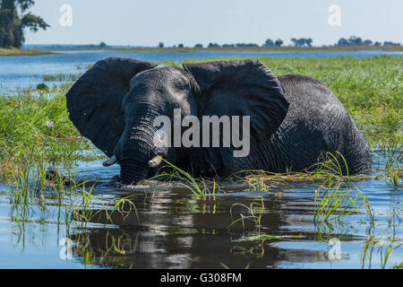 L'éléphant au patch d'herbe dans river Banque D'Images