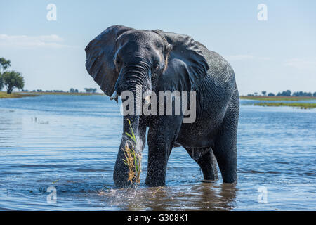 Laver avec de l'herbe éléphant tronc en river Banque D'Images