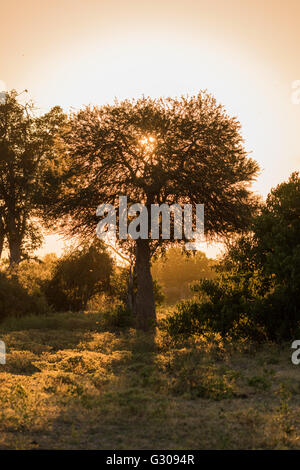 Filtrage de la lumière de l'arbre marula coucher de soleil Banque D'Images