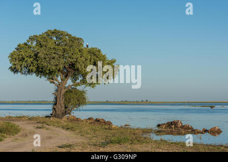 African fish eagle dans l'arbre au bord de la rivière Banque D'Images