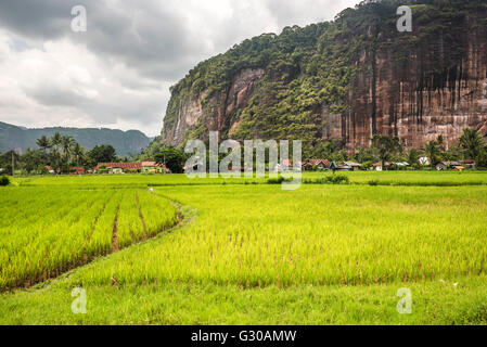 Rizières et falaises dans la vallée de Harau, Bukittinggi, à l'Ouest de Sumatra, Indonésie, Asie du Sud, Asie Banque D'Images