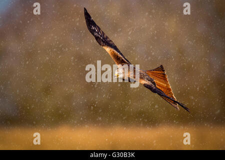 Le milan royal (Milvus milvus) en vol au cours d'une averse de neige, Bois-guillaume, Pays de Galles, Royaume-Uni, Europe Banque D'Images