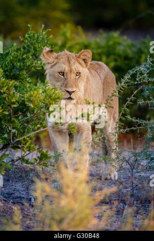 Male lion (Panthera leo), juvénile Moremi, Okavango Delta, Botswana, Africa Banque D'Images