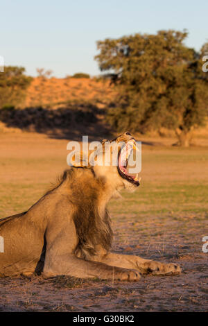 Male lion (Panthera leo) le bâillement, Kgalagadi Transfrontier Park, Northern Cape, Afrique du Sud, l'Afrique Banque D'Images