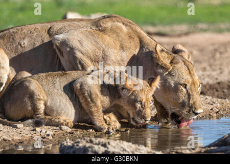 Lionne avec cub (Panthera leo) de boire, Kgalagadi Transfrontier Park, Northern Cape, Afrique du Sud, l'Afrique Banque D'Images