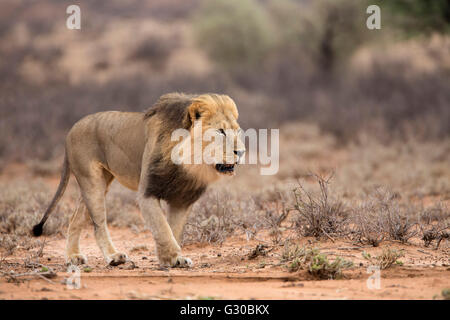 Lion (Panthera leo), Kgalagadi Transfrontier Park, Northern Cape, Afrique du Sud, l'Afrique Banque D'Images