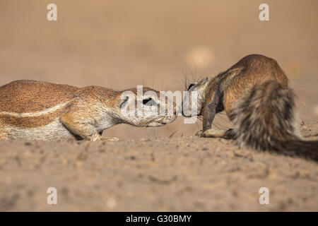 Les écureuils terrestres (Ha83 inauris), Kgalagadi Transfrontier Park, Northern Cape, Afrique du Sud, l'Afrique Banque D'Images