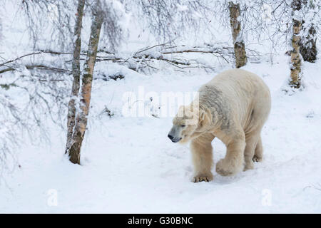 L'ours polaire (Ursus maritimus) mâle, captive, Highland Wildlife Park, Kingussie, Ecosse, Royaume-Uni, Europe Banque D'Images