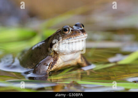 Grenouille rousse (Rana temporaria), Northumberland, Angleterre, Royaume-Uni, Europe Banque D'Images