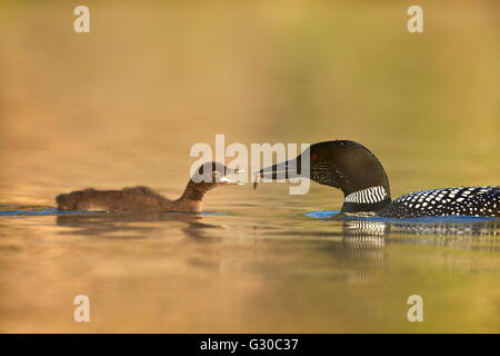 Plongeon huard (Gavia immer) alimentation adultes un poussin, lac Le Jeune Provincial Park, British Columbia, Canada, Amérique du Nord Banque D'Images