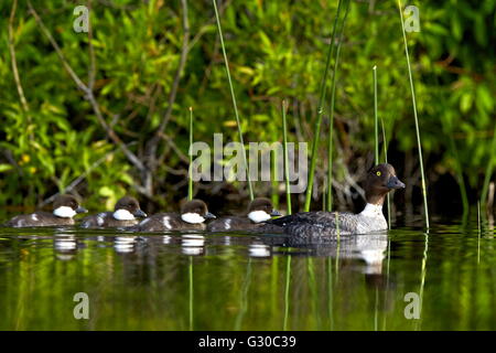 Le garrot à œil d'or (Bucephala clangula) femmes natation avec quatre poussins, lac Le Jeune Provincial Park, British Columbia, Canada Banque D'Images