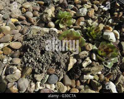 L'exploitation minière de trou (abeille Andrena sp.) à côté de houseleek Sempervivum (bleu) 'Boy' dans du gravier sur le sol de craie, sous le soleil Banque D'Images