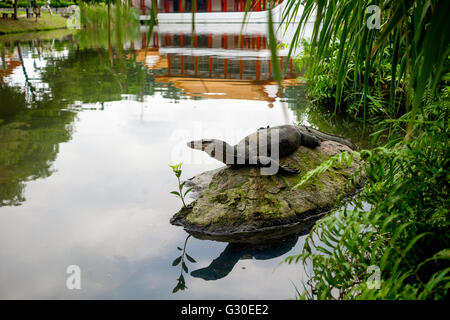 Varan varan (eau) est restin sur la pierre dans l'étang dans le jardin chinois Banque D'Images