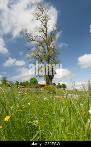 Calvaire/d'un vieil arbre entouré de prairies en fleurs en face d'une ferme dans la lumière du soleil, Bavière, Allemagne Banque D'Images