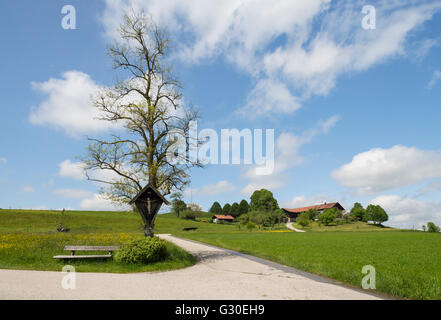 Calvaire/d'un vieil arbre entouré de prairies en fleurs en face d'une ferme dans la lumière du soleil, Bavière, Allemagne Banque D'Images