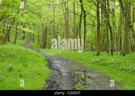 Un chemin de Wytham Woods en mai après une forte pluie, douche, Oxfordshire Banque D'Images