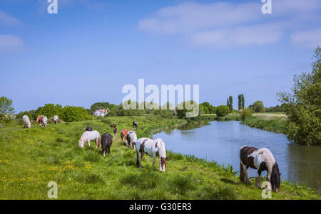 Les chevaux paissent paisiblement le long de la rive de la rivière Hull sur une journée ensoleillée avec des fleurs sauvages du printemps en été. Banque D'Images
