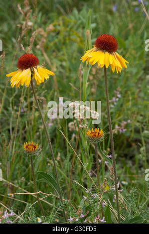 Blanketflowers sauvages (Gaillardia aristata) avec quelques touches de couleur à partir d'autres fleurs sauvages Banque D'Images