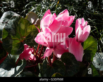 Cyclamen dans jardin de l'hôtel à Sorrente Italie Banque D'Images