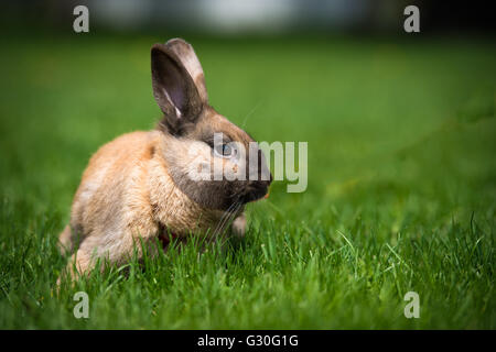 Lapin assis dans un champ d'herbe Banque D'Images