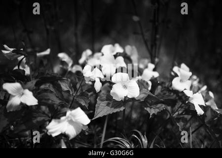 Noir et blanc de fleurs de trille Banque D'Images