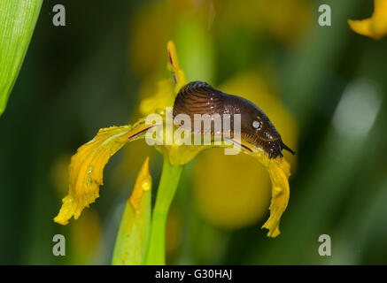 Limace rouge (Arion rufus) manger la fleur d'un iris jaune (Iris pseudacorus) Banque D'Images