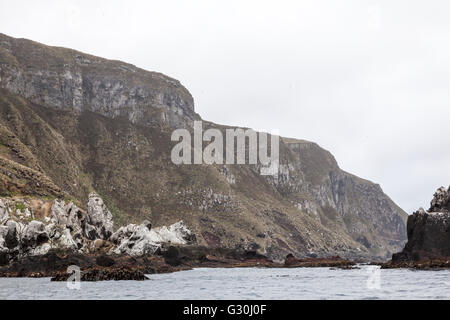 L'île des antipodes, sub-antarctiques de Nouvelle-Zélande Banque D'Images