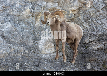 Mouflons - ram Banque D'Images