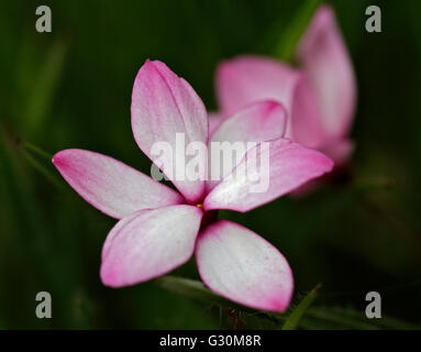 Rhodohypoxis Pintado (Red Star, Star de l'herbe) Banque D'Images