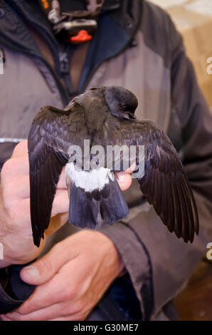Biologiste de la faune et des oiseaux d'Europe holding sonnerie Pétrel (Hydrobates pelagicus) en sonnerie, Fair Isle, Shetland Banque D'Images