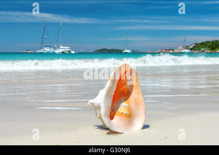 Sea shell dans la zone de surf sur la plage des Seychelles Banque D'Images