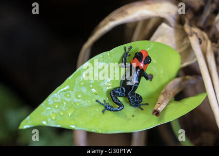 Bénis-poison dart frog Banque D'Images