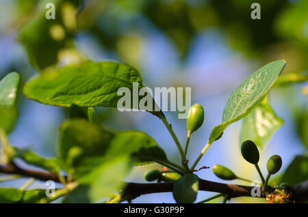 Petite prune immatures chez les feuilles vertes sur une branche Banque D'Images