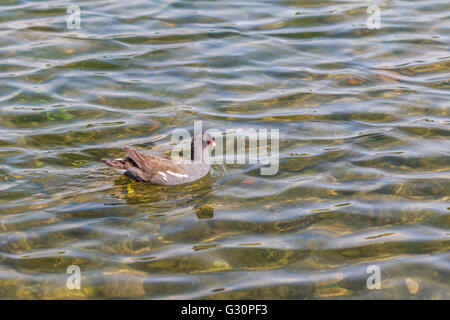 Sur la poule d'Hyde Park Londres serpentine Banque D'Images