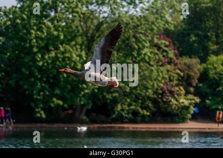 Oies cendrées survolant la Serpentine de Hyde Park London Banque D'Images