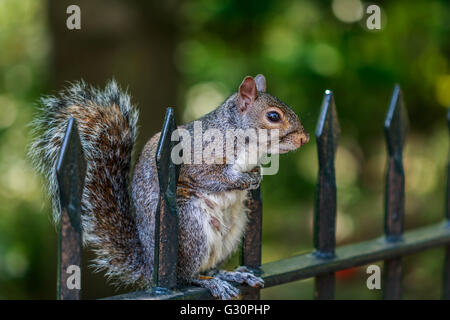 L'Écureuil gris assis sur une clôture de fer dans la région de Hyde Park Londres Banque D'Images