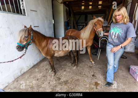 Une femme et deux poneys Shetland dans l'écurie Banque D'Images