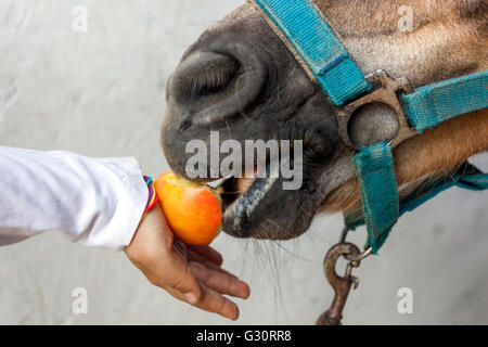 Enfant nourrissant un cheval une pomme, bride Banque D'Images