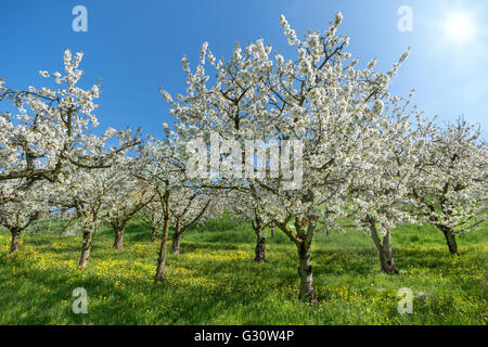Les cerisiers en fleurs Banque D'Images