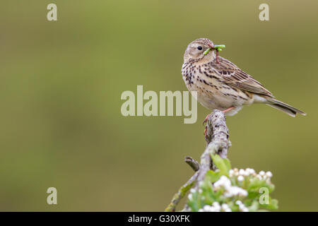 Pipit des prés avec un bec plein de chenilles pour nourrir les jeunes, Yorkshire, UK (RSPB) oiseau d'état orange Banque D'Images