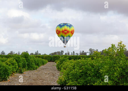 Ballon flottant sur Temecula Valley Winery et vergers dans le sud de la Californie au cours de ballon et Wine Festival Banque D'Images