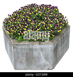 Douces pensées jaune et bleu fleurs poussent dans une vieille rue pierre béton jardinière. Isolé avec patch Banque D'Images