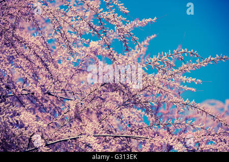 Blossoming Tamaricaceae branches sur fond de ciel bleu. Le Tamarix meyeri boiss. Banque D'Images