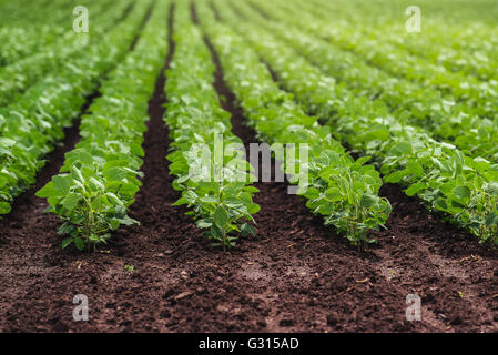 Rangées de haricots de soja cultivés au champ Banque D'Images